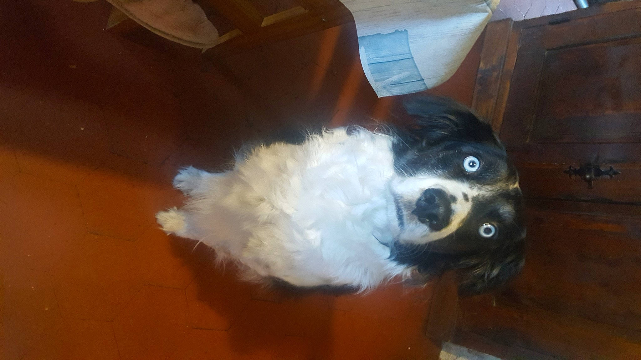 Haya a rejoint le concours — aidez-le/la à gagner de superbes lots ! canidae, carnivore, cavalier_king_charles_spaniel, cavapoo, cockapoo, companion_dog, dog, dog_breed, fawn, nose, puppy, shih_tzu, sporting_group, toy_dog