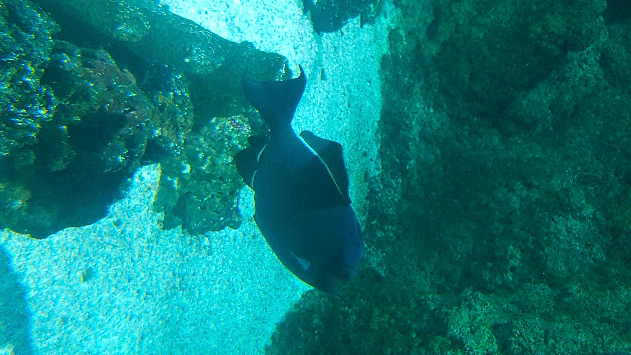 Haya a rejoint le concours — aidez-le/la à gagner de superbes lots ! coastal_and_oceanic_landforms, coral_reef, coral_reef_fish, fish, marine_biology, organism, pomacanthidae, reef, sea, turquoise, underwater