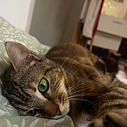 Nova participe au concours pour gagner de l'argent avec cette photo : cat, tabby_cat, green_eyes, whiskers, paw, ear, feline, pet, bed, duvet, patterned_bedding, close_up, portrait, relaxed, resting, indoor, cozy, fur, sleepy, home_interior