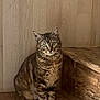 Nova participe au concours pour gagner de l'argent avec cette photo : cat, tabby_cat, domestic_cat, feline, green_eyes, whiskers, ears, fur, sitting, indoor, wooden_shelf, wood_texture, portrait, looking_at_camera, pet, cozy, curious, natural_light, shadow, home