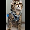accessory, animal, cat, chain_necklace, close_up, curious, cute, denim_vest, domestic_cat, ears, fashion, feline, fur, indoor, looking_up, pet, portrait, soft_focus, tabby, whiskers