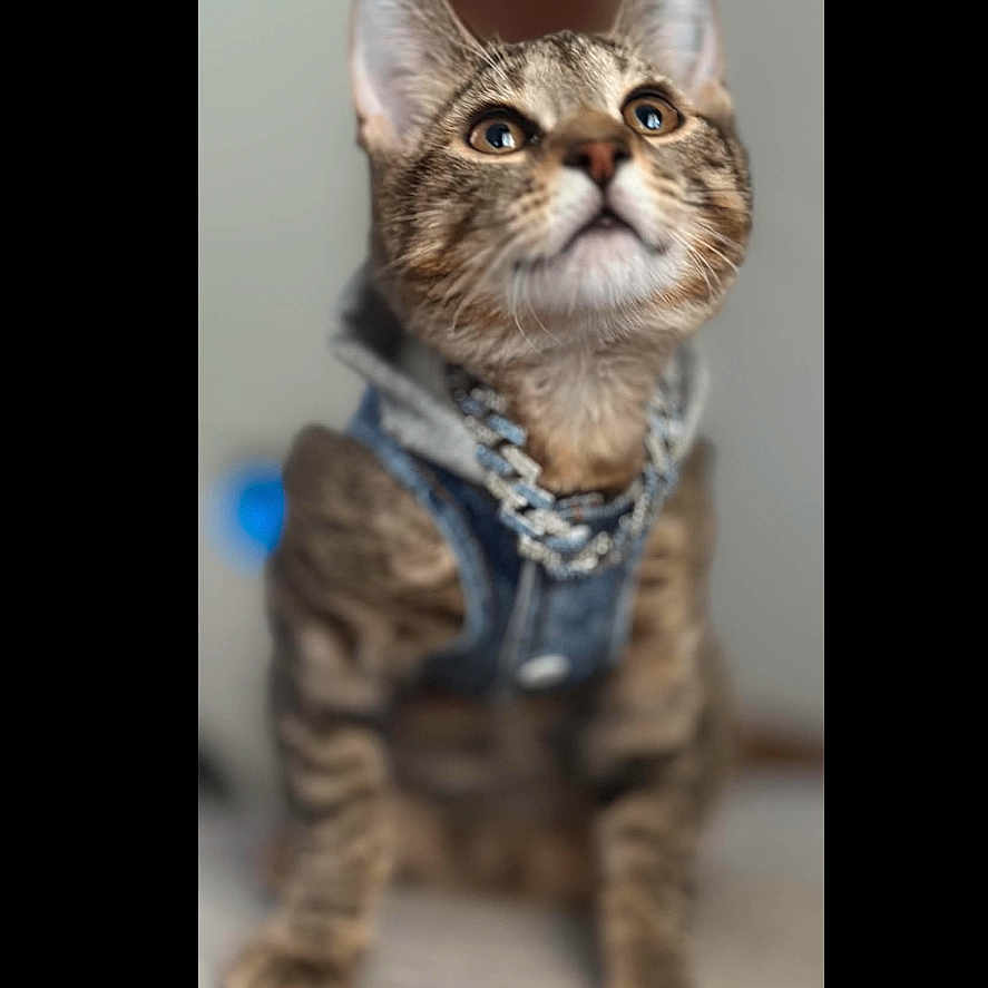 Loki