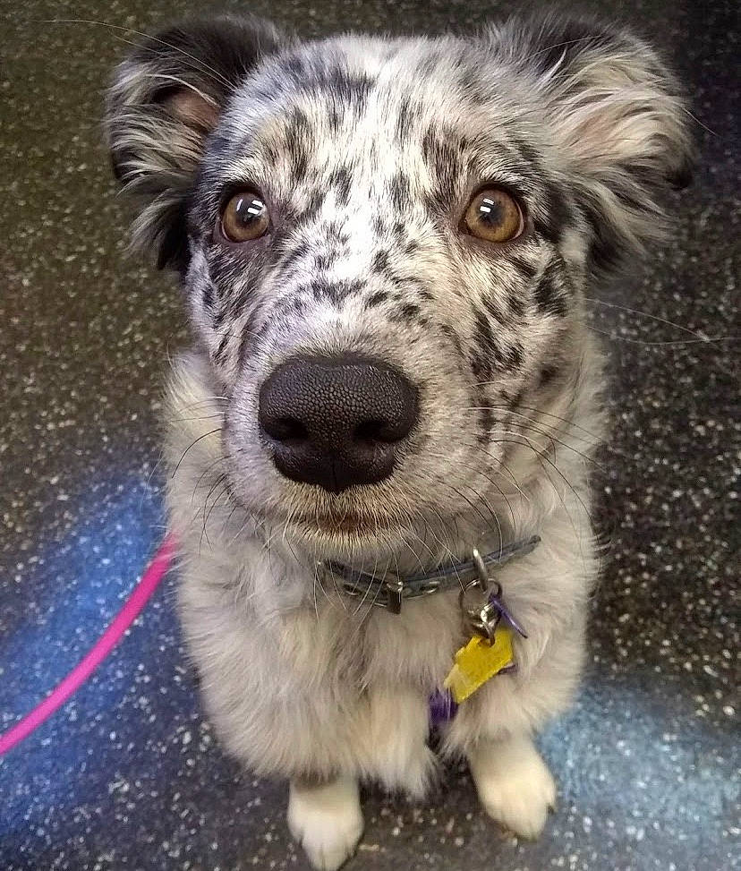 Juneau is registered to the contest to win money with this photo: australian_shepherd, border_collie, canidae, carnivore, dog, dog_breed, herding_dog, koolie, mammal, miniature_australian_shepherd, nose, rare_breed_dog, snout, sporting_group, texas_heeler, vertebrate, whiskers, working_dog