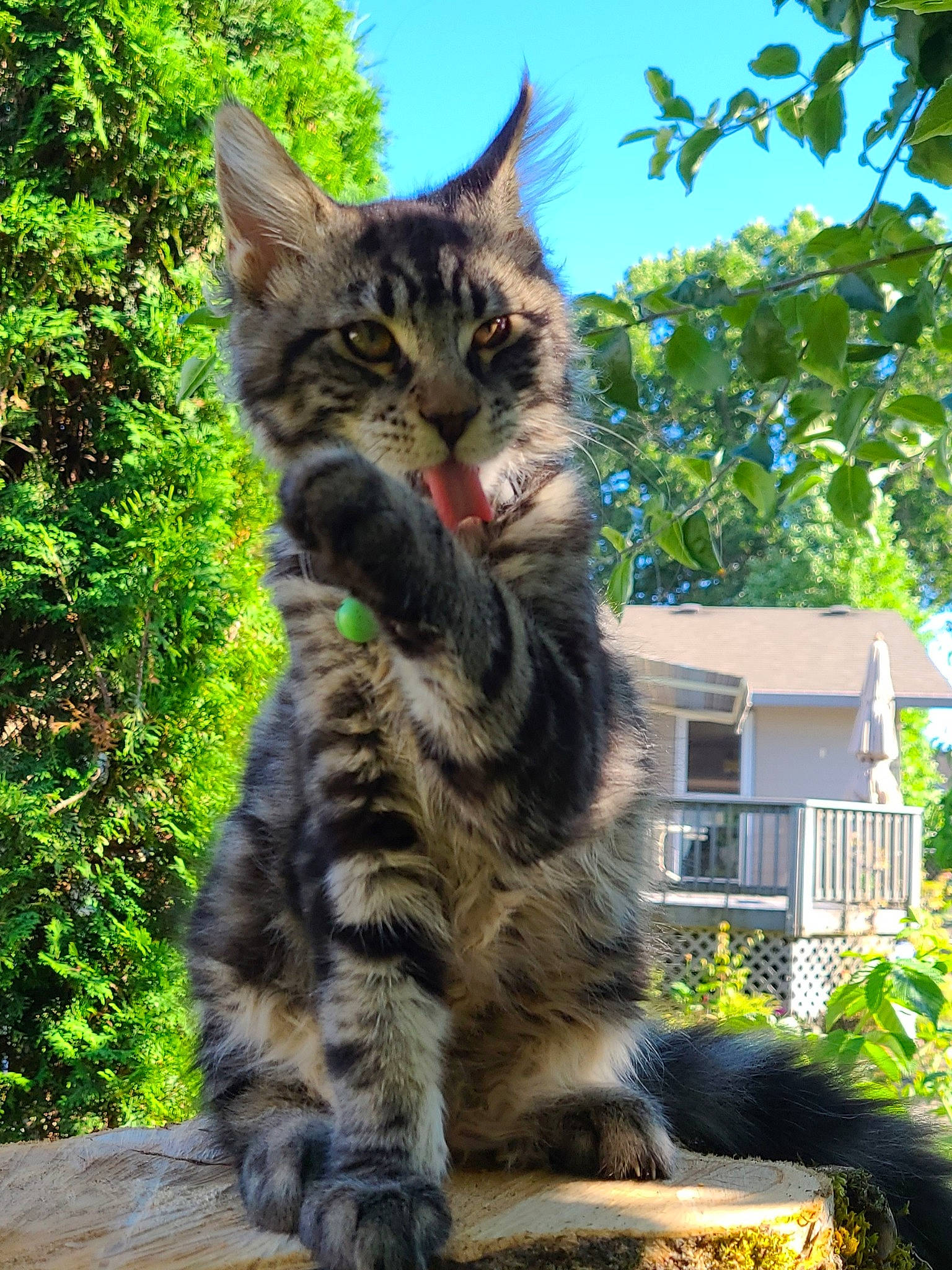 Buddie joined the competition — help win amazing prizes! carnivore, cat, domestic_short_haired_cat, dragon_li, european_shorthair, felidae, grass, kitten, maine_coon, mammal, norwegian_forest_cat, plant, siberian, small_to_medium_sized_cats, tabby_cat, toyger, vertebrate, whiskers, wild_cat, wildlife