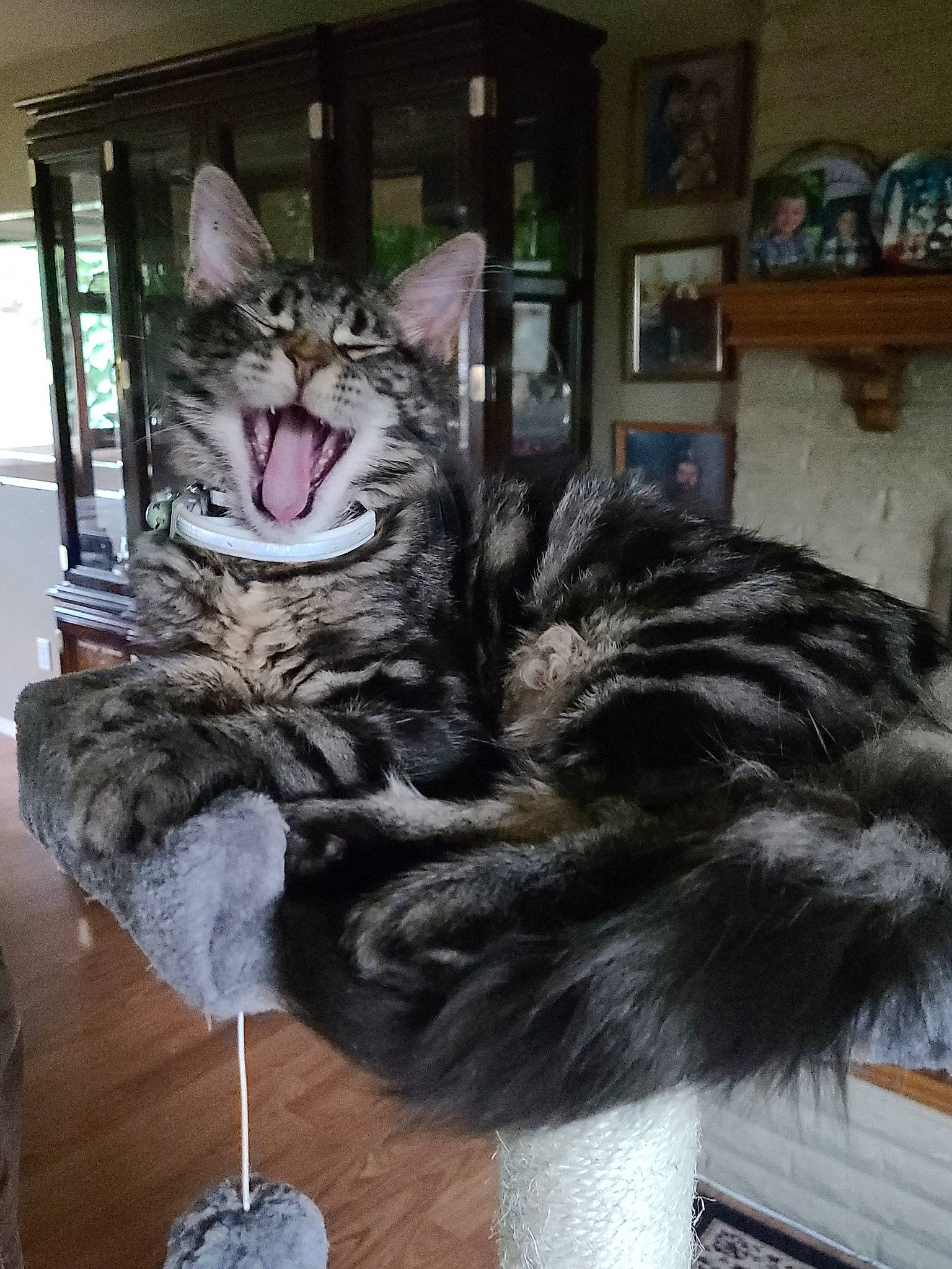 Buddie joined the competition — help win amazing prizes! american_shorthair, asian, carnivore, cat, dragon_li, egyptian_mau, european_shorthair, facial_expression, felidae, fur, maine_coon, mammal, norwegian_forest_cat, small_to_medium_sized_cats, snapshot, snout, tabby_cat, tail, vertebrate, whiskers