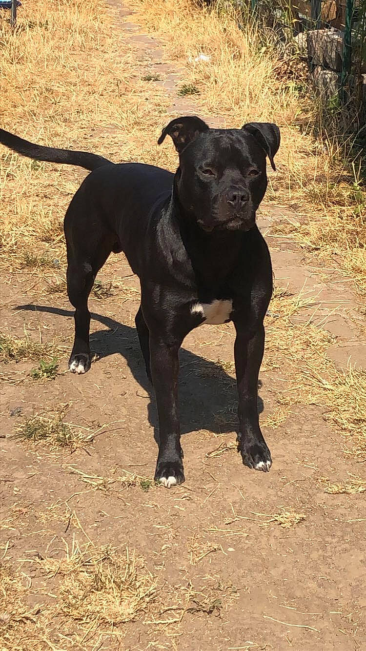 Raph participe au concours pour gagner de l'argent avec cette photo : ancient_dog_breeds, borador, canidae, carnivore, collar, companion_dog, dog, dog_breed, dog_collar, fawn, guard_dog, hunting_dog, non_sporting_group, puppy, snout, sporting_group, tail, terrestrial_animal, working_animal, working_dog