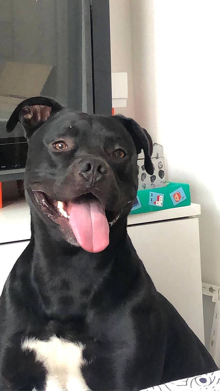 Raph participe au concours pour gagner de l'argent avec cette photo : borador, carnivore, collar, companion_dog, dog, dog_breed, dog_collar, fur, gas, guard_dog, liver, molosser, non_sporting_group, pet_supply, snout, sporting_group, terrestrial_animal, whiskers, working_animal, working_dog