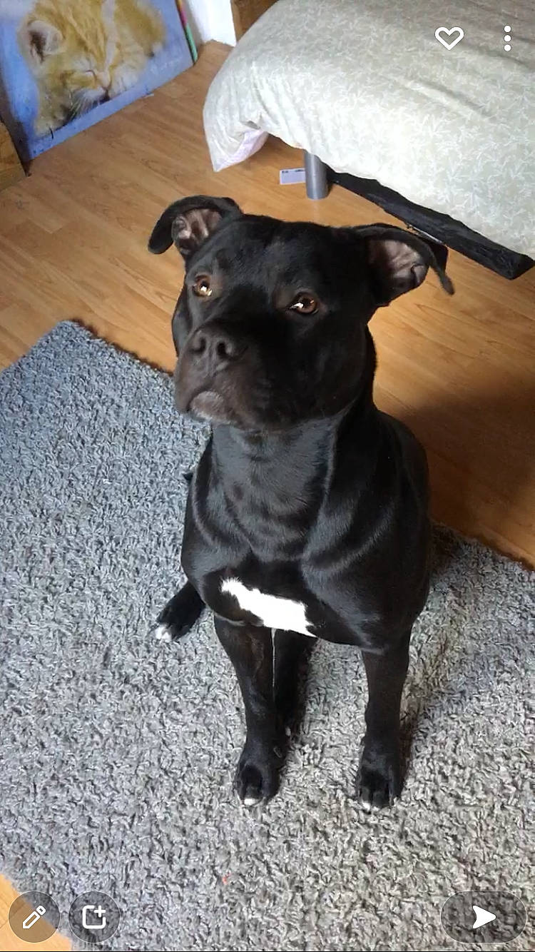 Raph a rejoint le concours — aidez-le/la à gagner de superbes lots ! borador, canidae, carnivore, companion_dog, dog, dog_breed, fawn, fur, guard_dog, hardwood, liver, non_sporting_group, snout, sporting_group, tail, terrestrial_animal, toy_dog, whiskers, wood, working_animal