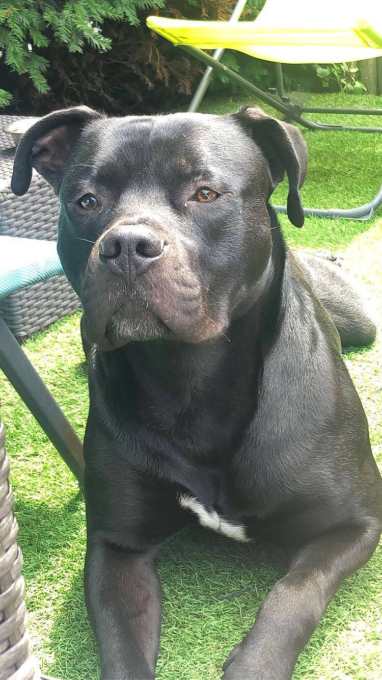 Raph participe au concours pour gagner de l'argent avec cette photo : borador, canidae, canis_panther, carnivore, chair, collar, companion_dog, dog, dog_breed, dog_collar, fawn, grass, outdoor_furniture, pet_supply, plant, snout, sporting_group, terrestrial_animal, whiskers, working_animal