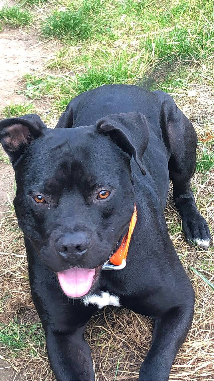 Raph participe au concours pour gagner de l'argent avec cette photo : annual_plant, borador, canidae, carnivore, collar, companion_dog, dog, dog_breed, dog_collar, event, fawn, grass, gun_dog, pet_supply, plant, snout, sporting_group, terrestrial_animal, whiskers, working_animal