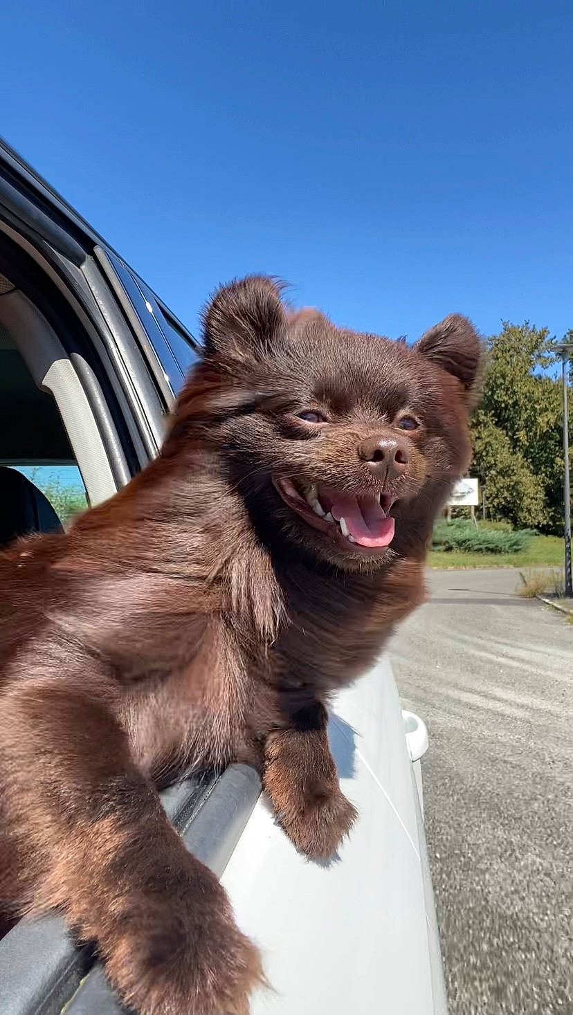 Raja participe au concours pour gagner de l'argent avec cette photo : canidae, carnivore, claw, companion_dog, dog, dog_breed, fang, fawn, fur, liver, paw, plant, sky, snout, sporting_group, tail, terrestrial_animal, tree, wildlife, working_animal