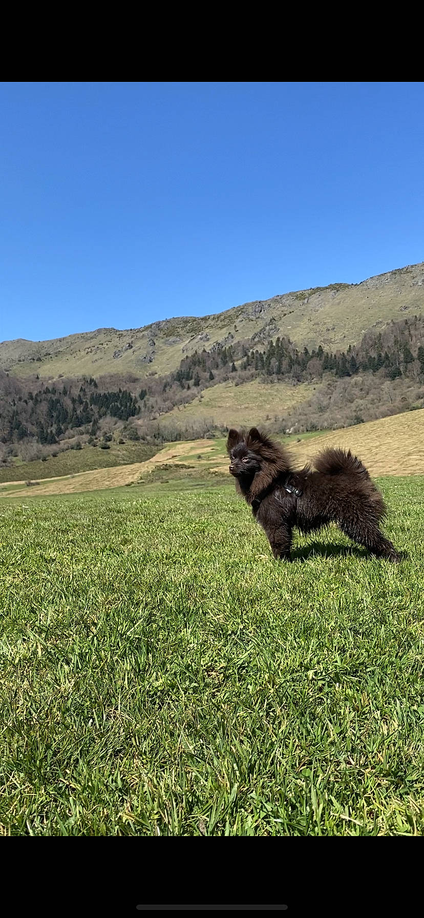 Raja a rejoint le concours — aidez-le/la à gagner de superbes lots ! canidae, carnivore, dog_breed, grass, grassland, herding_dog, hill, landscape, meadow, mountain, natural_landscape, pasture, plant, plateau, prairie, sky, sporting_group, steppe, tail, terrestrial_animal