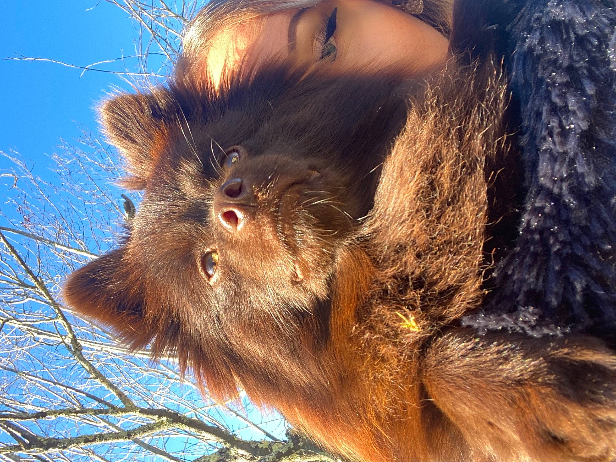 Raja participe au concours pour gagner de l'argent avec cette photo : canidae, fawn, fur, liver, sky, snout, sporting_group, terrestrial_animal, tree, trunk, twig, whiskers, wildlife, working_animal