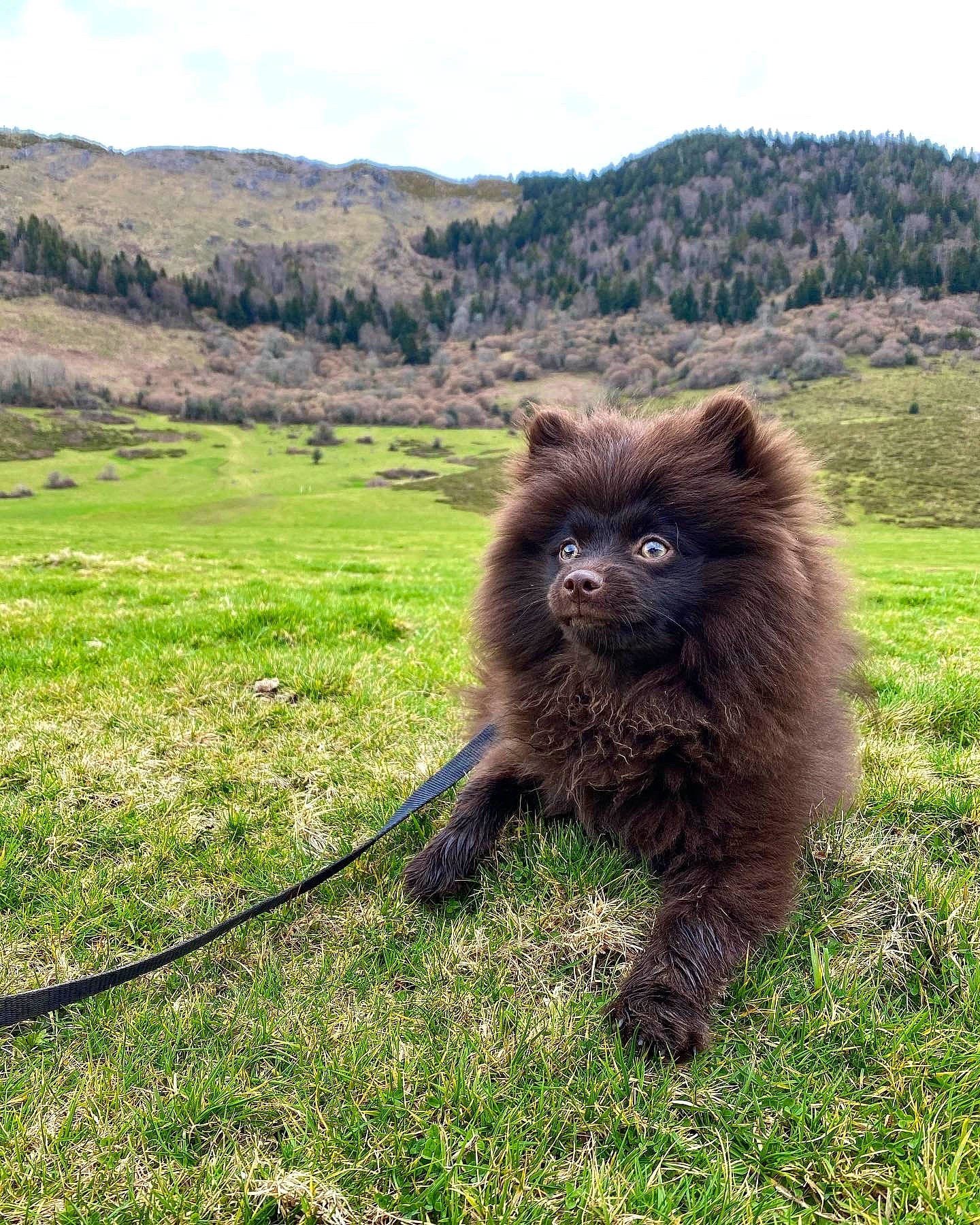 Raja a rejoint le concours — aidez-le/la à gagner de superbes lots ! canidae, carnivore, cloud, companion_dog, dog, dog_breed, fur, grass, grassland, hill, landscape, mountain, pasture, plant, sky, soil, sporting_group, terrestrial_animal, tree, working_animal
