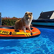 Vodka is registered to the contest to win money with this photo: animal, backyard, canine, daytime, dog, fence, floating, hedge, house, inflatable_boat, leisure, nature, outdoor, pet, pool, recreation, sky, summer, sunny, water