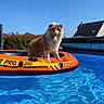 animal, backyard, canine, daytime, dog, fence, floating, hedge, house, inflatable_boat, leisure, nature, outdoor, pet, pool, recreation, sky, summer, sunny, water