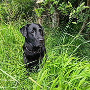Looping a rejoint le concours — aidez-le/la à gagner de superbes lots ! dog, black_labrador, grass, greenery, outdoor, nature, trees, leaves, pet, canine, collar, chain, fur, animal, sitting, calm, daylight, wildlife, field, portrait