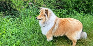 Vodka participe au concours pour gagner de l'argent avec cette photo : dog, collie, grass, outdoor, nature, animal, pet, fur, greenery, meadow, wildflowers, canine, fluffy, portrait, side_view, field, summer, park, walking, beautiful