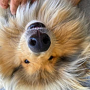 Vodka a rejoint le concours — aidez-le/la à gagner de superbes lots ! dog, nose, fluffy, fur, pet, hand, whiskers, closeup, upside_down, animal, canine, cute, friendly, outdoor, pavement, relaxed, muzzle, portrait, domestic_animal, happy