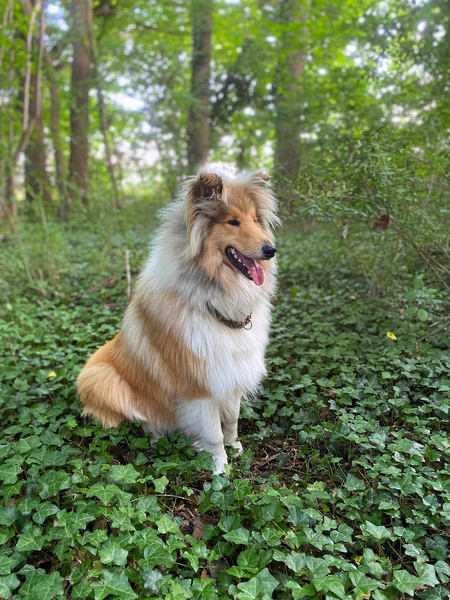 Vodka participe au concours pour gagner de l'argent avec cette photo : dog, collie, forest, greenery, ivy, outdoor, nature, animal, pet, happy, fur, canine, sitting, tongue_out, trees, sunlight, leaves, flora, collar, smiling