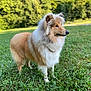 Vodka participe au concours pour gagner de l'argent avec cette photo : dog, shetland_sheepdog, grass, outdoor, pet, canine, animal, fur, nature, mammal, field, standing, green, collar, portrait, daylight, fluffy, alert, side_view, park