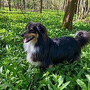 Turbo participe au concours pour gagner de l'argent avec cette photo : dog, animal, outdoor, forest, greenery, nature, canine, pet, fur, tongue, happy, trees, sunlight, grass, plants, wildlife, mammal, leaf, summer, daytime