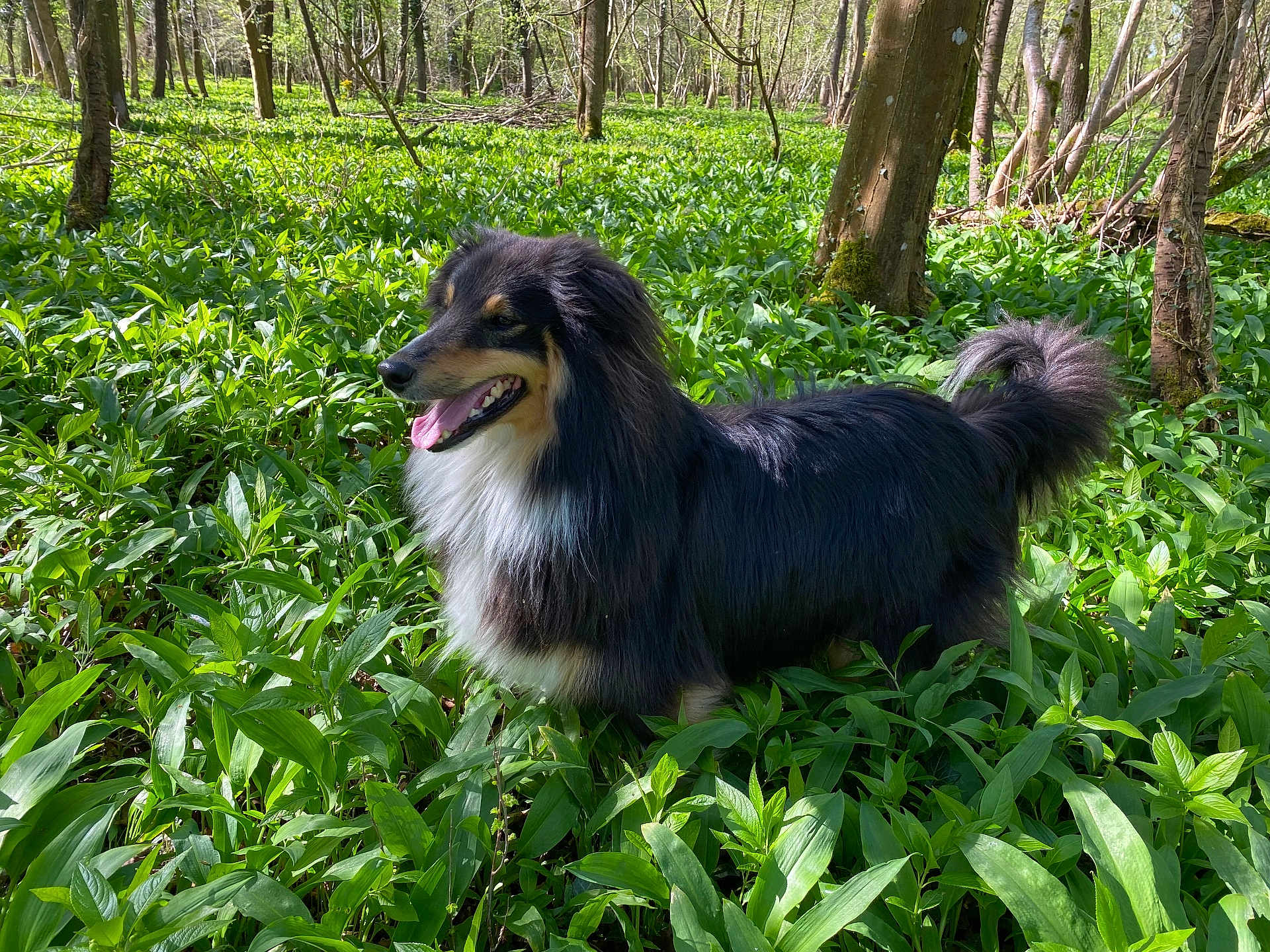 Turbo participe au concours pour gagner de l'argent avec cette photo : dog, animal, outdoor, forest, greenery, nature, canine, pet, fur, tongue, happy, trees, sunlight, grass, plants, wildlife, mammal, leaf, summer, daytime