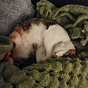 Ambre a rejoint le concours — aidez-le/la à gagner de superbes lots ! cat, sleeping, blanket, green, pillow, cozy, fur, indoor, resting, cute, pet, domestic_animal, calm, comfort, relaxation, animal, feline, soft, home, nap