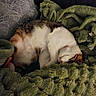 animal, blanket, calm, cat, comfort, cozy, cute, domestic_animal, feline, fur, green, home, indoor, nap, pet, pillow, relaxation, resting, sleeping, soft