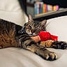 Hercules is registered to the contest to win money with this photo: cat, tabby_cat, pet, sleeping, relaxed, couch, white_couch, plush_toy, red_toy, indoor, feline, paw, fur, close_up, resting, cozy, blurred_background, animal, cute, domestic_animal