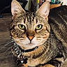Hercules is registered to the contest to win money with this photo: cat, tabby_cat, pet, collar, indoor, wooden_surface, green_eyes, animal, feline, close_up, looking_at_camera, figurine, books, sitting, domestic_cat, whiskers, ears, paw, table, household