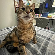 Hercules joined the competition — help win amazing prizes! cat, tabby, indoor, blanket, plaid, bed, feline, whiskers, curious, relaxed, looking_up, desk, pens, laptop, window, curtains, home, cozy, pet, animal