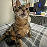 cat, tabby, indoor, blanket, plaid, bed, feline, whiskers, curious, relaxed, looking_up, desk, pens, laptop, window, curtains, home, cozy, pet, animal