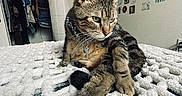 Hercules is registered to the contest to win money with this photo: cat, tabby_cat, pet, indoor, bedroom, blanket, knitted_blanket, wall_art, posters, clothing, closet, furniture, collar, tag, fur, animal, resting, looking_away, cozy, home