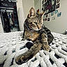 cat, tabby_cat, pet, indoor, bedroom, blanket, knitted_blanket, wall_art, posters, clothing, closet, furniture, collar, tag, fur, animal, resting, looking_away, cozy, home