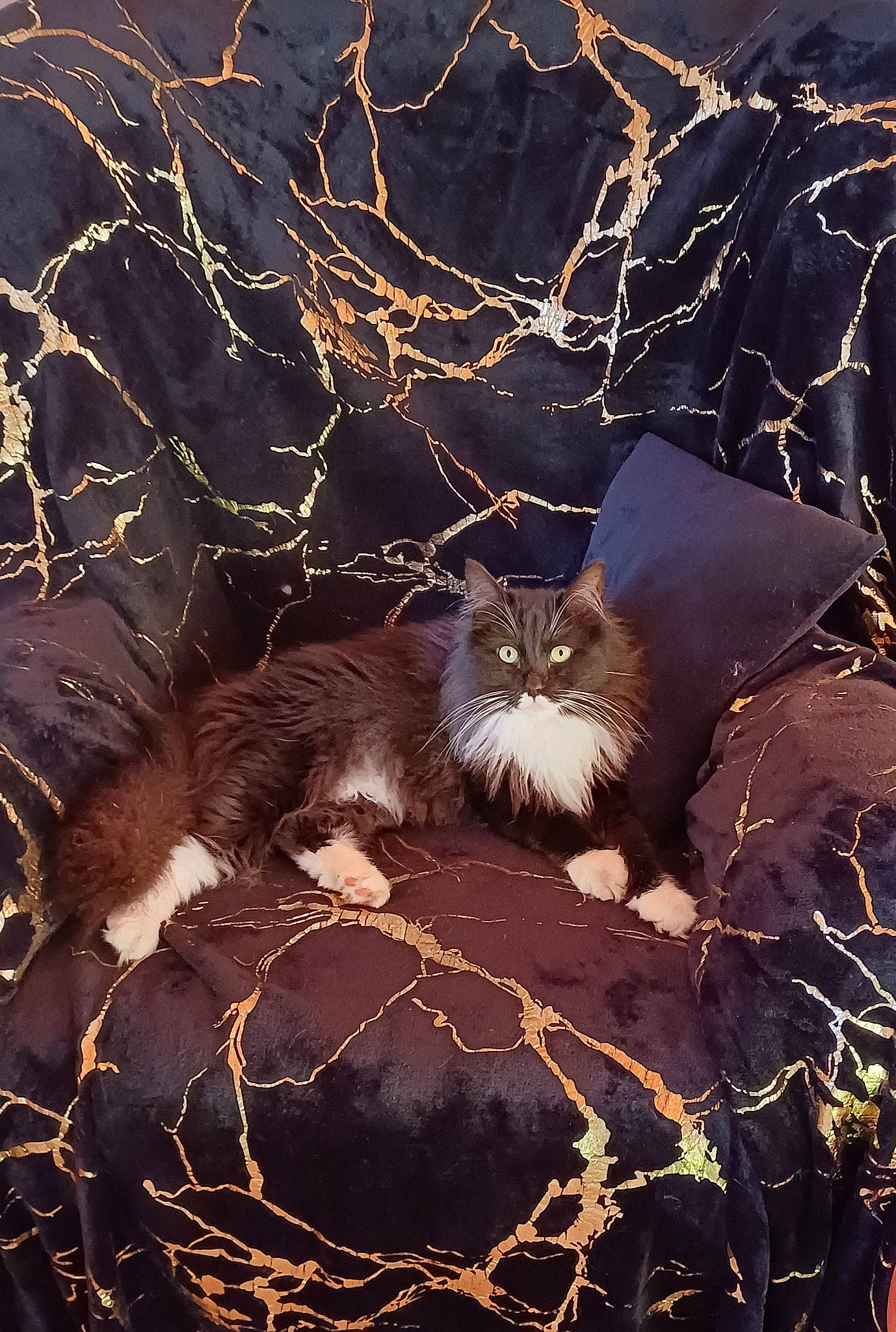 Ozzy a rejoint le concours — aidez-le/la à gagner de superbes lots ! branch, brown, carnivore, cat, darkness, event, felidae, fur, grass, light, midnight, organism, small_to_medium_sized_cats, space, terrestrial_animal, tints_and_shades, twig, vertebrate, whiskers, wood