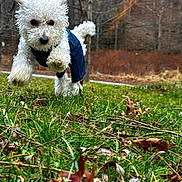 Leo is registered to the contest to win money with this photo: dog, white_dog, curly_fur, running, jumping, blue_outfit, grass, leaves, outdoor, nature, trees, autumn, playful, pet, animal, energetic, park, daylight, closeup, motion