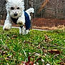dog, white_dog, curly_fur, running, jumping, blue_outfit, grass, leaves, outdoor, nature, trees, autumn, playful, pet, animal, energetic, park, daylight, closeup, motion
