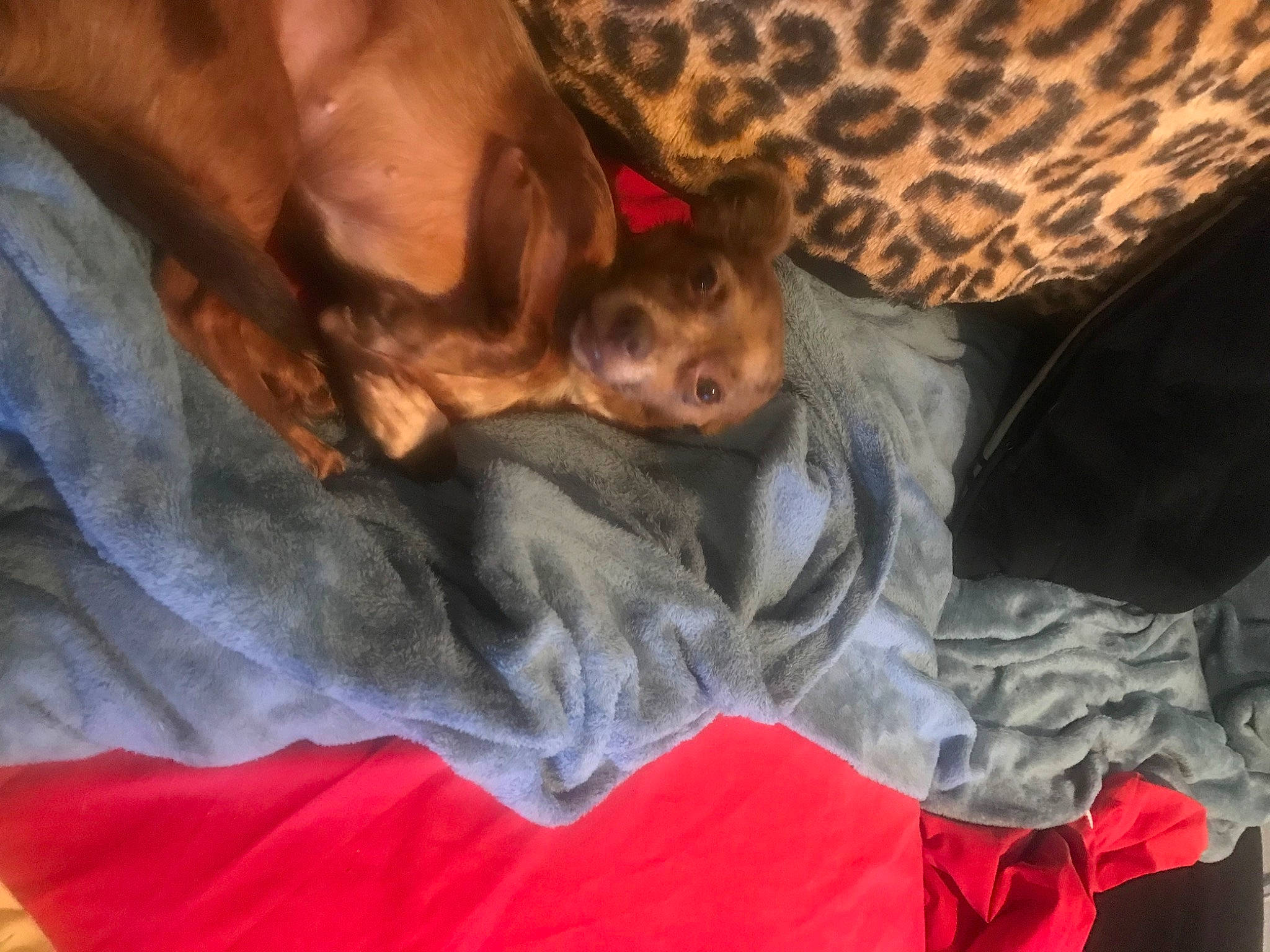 Missy is registered to the contest to win money with this photo: bed, bedding, canidae, carnivore, comfort, companion_dog, dog, dog_breed, ear, fawn, fur, human_leg, linens, liver, nap, sleep, snout, sporting_group, toy_dog, whiskers