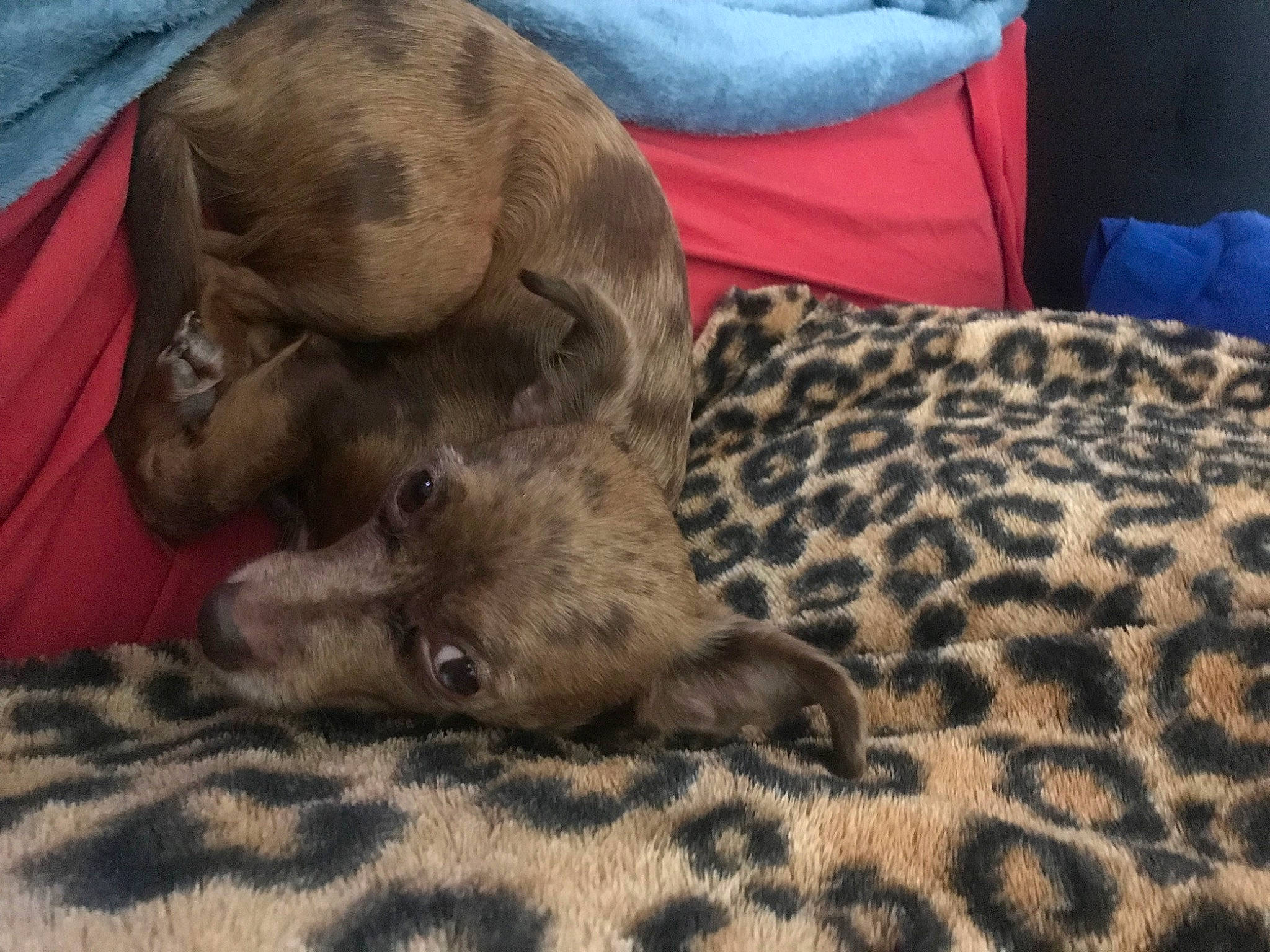 Missy joined the competition — help win amazing prizes! canidae, carnivore, cat, claw, comfort, companion_dog, dog_breed, domestic_short_haired_cat, fawn, felidae, fur, linens, liver, paw, small_to_medium_sized_cats, tail, terrestrial_animal, whiskers, wildlife, working_animal