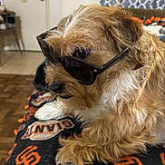 Mister is registered to the contest to win money with this photo: dog, sunglasses, pet, indoor, blanket, fur, cute, relaxed, brown, cozy, animal, companion, portrait, laying, furniture, home, cute_pet, accessory, closeup, cute_dog