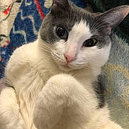 Bug Bug is registered to the contest to win money with this photo: animal, blanket, cat, close_up, cozy, curious_eyes, cute, domestic_cat, ears, feline, fur, gray_and_white, indoor, lying_down, patterned_blanket, paw, pet, relaxed, soft, whiskers