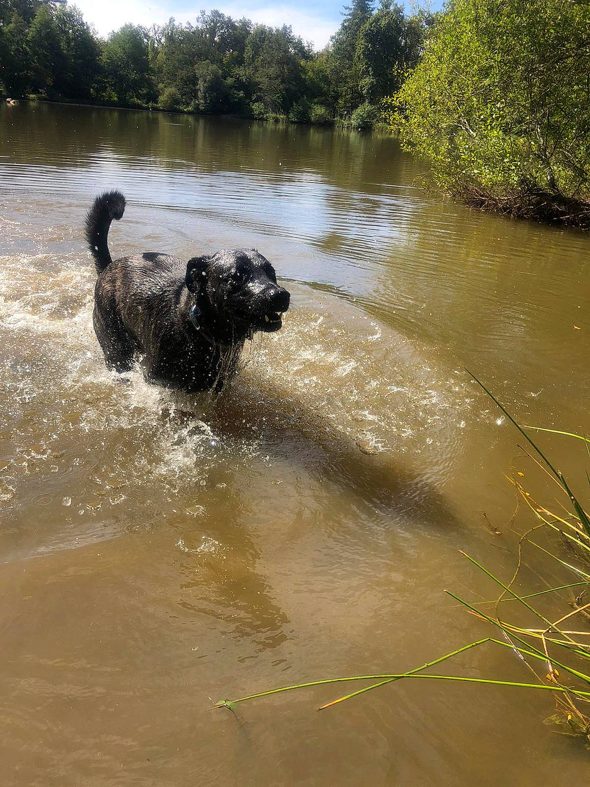Octopus participe au concours pour gagner de l'argent avec cette photo : bank, black_swan, carnivore, dog, dog_breed, fluvial_landforms_of_streams, grass, lake, landscape, natural_landscape, plant, sky, sporting_group, tire, tree, water, waterway, wetland, wilderness, working_animal