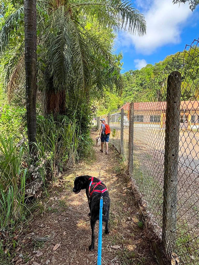 Octopus participe au concours pour gagner de l'argent avec cette photo : agriculture, arecales, carnivore, cloud, dog, fence, grass, landscape, leisure, mammal, people_in_nature, plant, shrub, sky, slope, terrestrial_plant, tree, vegetation, vertebrate, working_animal