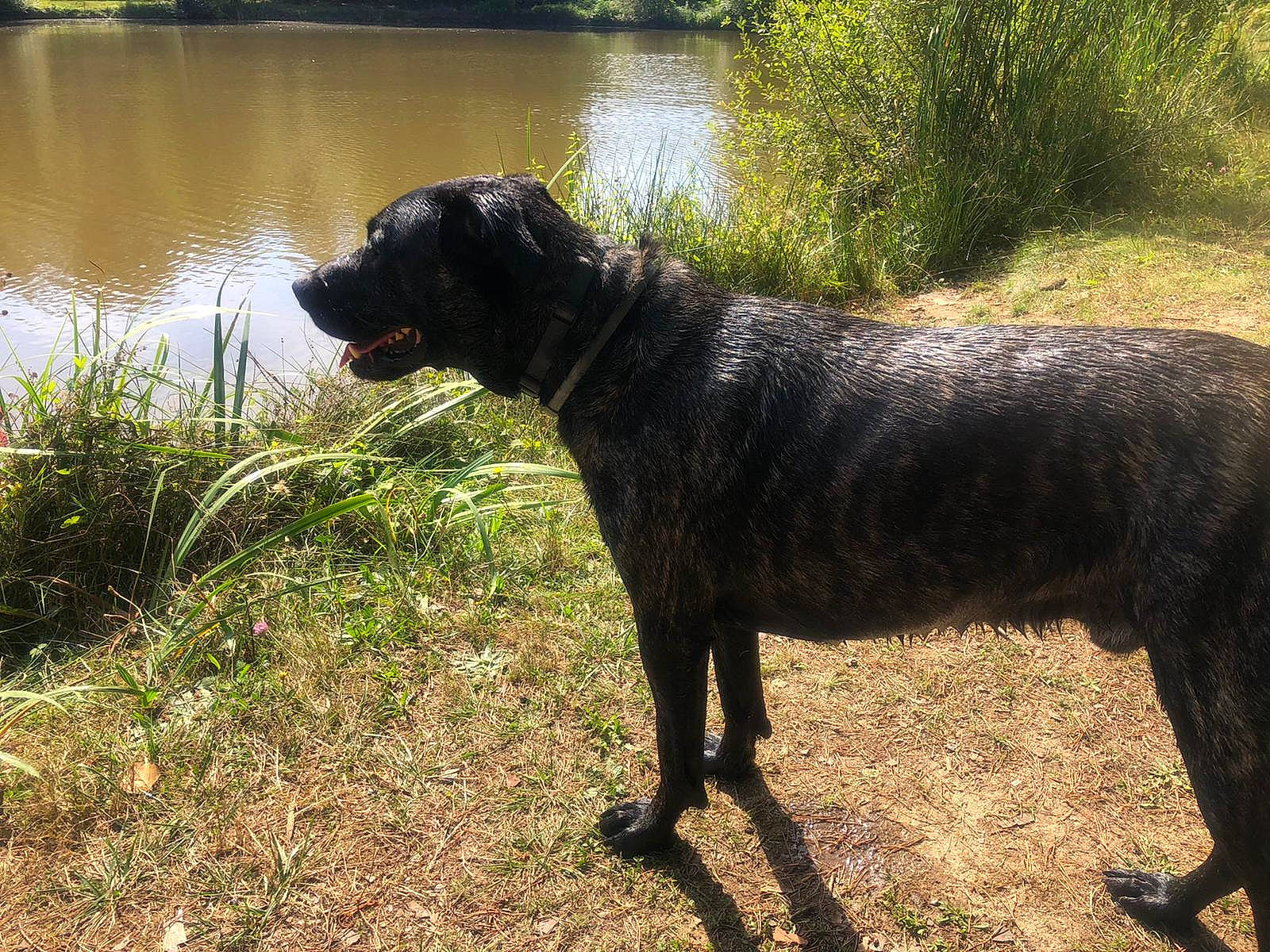 Octopus participe au concours pour gagner de l'argent avec cette photo : borador, carnivore, collar, companion_dog, dog, dog_breed, dog_collar, grass, guard_dog, gun_dog, lacustrine_plain, lake, lake_district, plant, reservoir, tail, terrestrial_animal, water, working_animal, working_dog