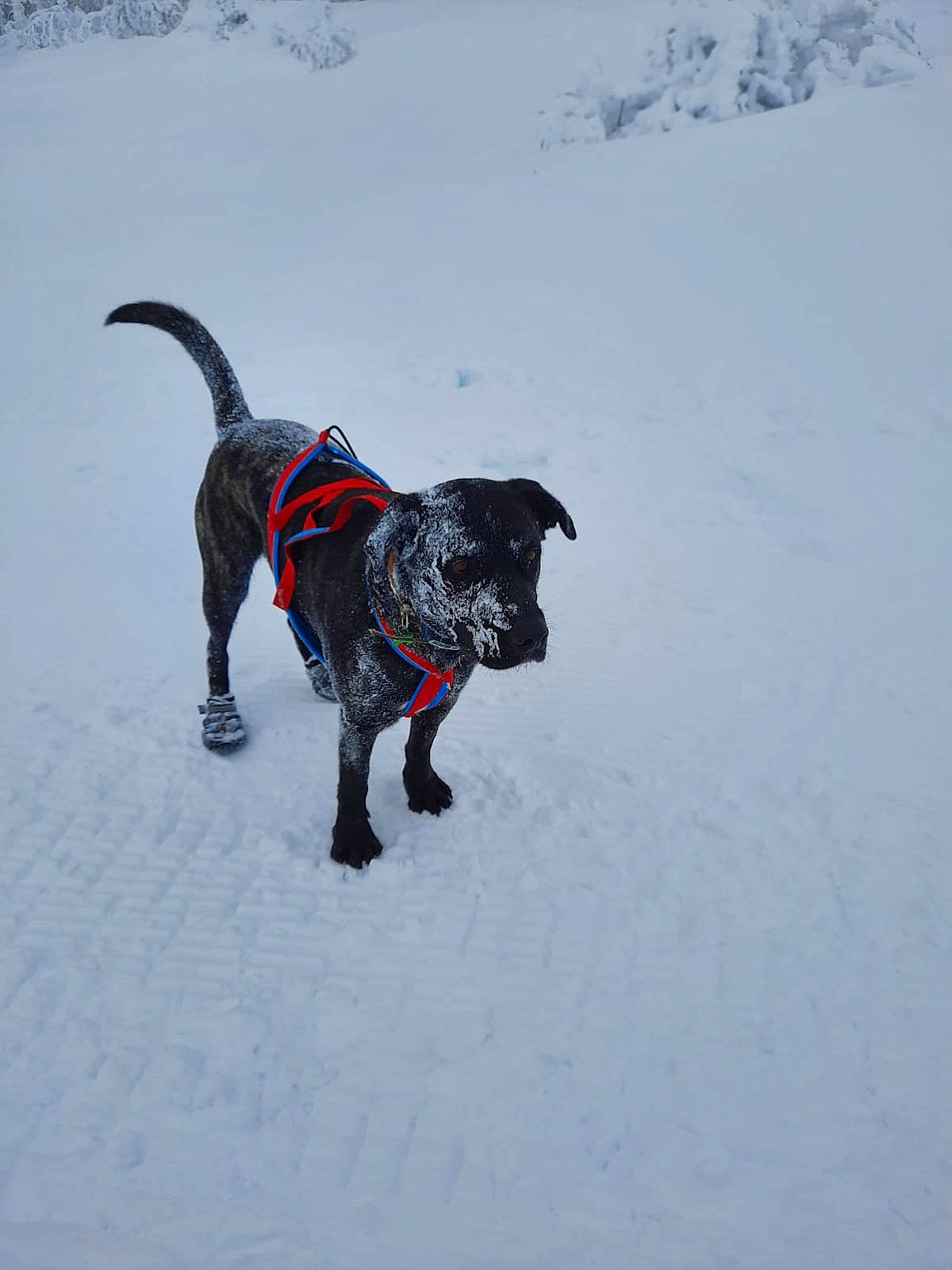 Octopus participe au concours pour gagner de l'argent avec cette photo : canidae, carnivore, collar, companion_dog, dog, dog_breed, dog_collar, dog_supply, electric_blue, freezing, guard_dog, gun_dog, leash, pet_supply, recreation, retriever, snow, sporting_group, tail, winter