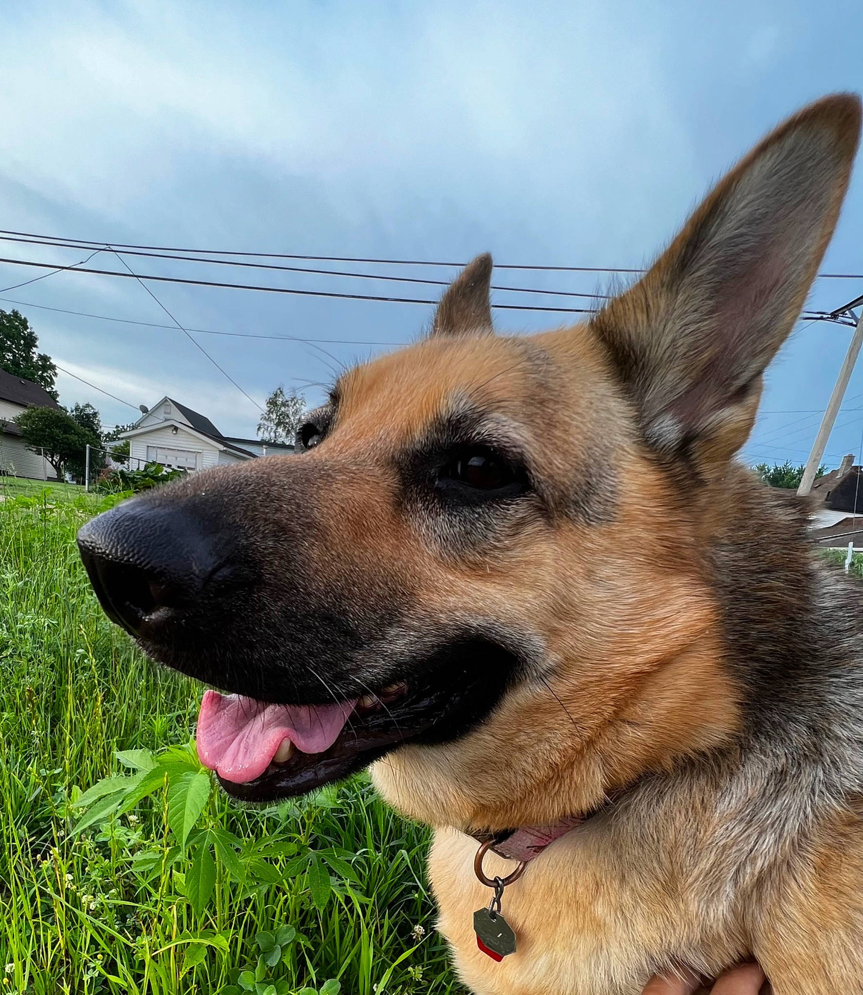 Venus is registered to the contest to win money with this photo: carnivore, cloud, collar, companion_dog, dog, dog_breed, east_european_shepherd, fawn, german_shepherd_dog, grass, herding_dog, king_shepherd, old_german_shepherd_dog, pet_supply, plant, sky, snout, sporting_group, whiskers, working_animal