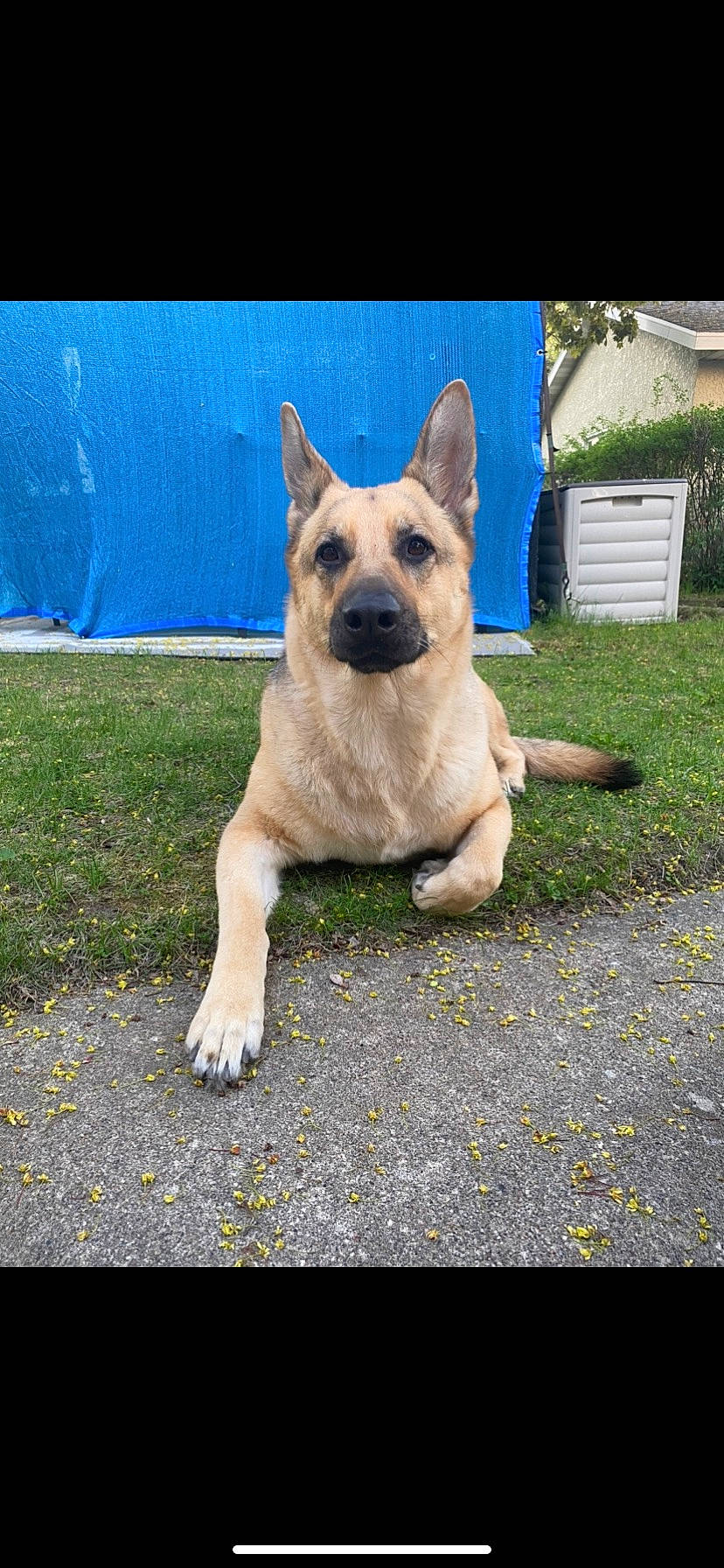 Venus is registered to the contest to win money with this photo: ancient_dog_breeds, canidae, carnivore, collar, companion_dog, dog, dog_breed, dog_supply, electric_blue, fawn, grass, plant, road_surface, snout, sporting_group, tail, terrestrial_animal, working_animal, working_dog, wrinkle