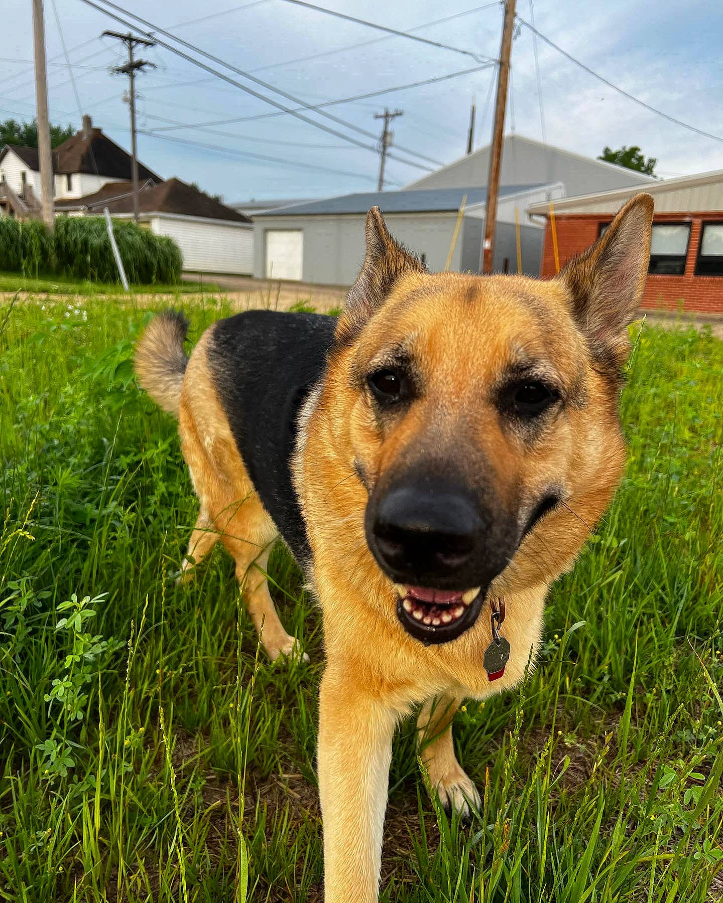 Venus is registered to the contest to win money with this photo: canidae, carnivore, cloud, collar, companion_dog, dog, dog_breed, fawn, german_shepherd_dog, grass, herding_dog, overhead_power_line, plant, sky, snout, sporting_group, tree, whiskers, window, working_animal