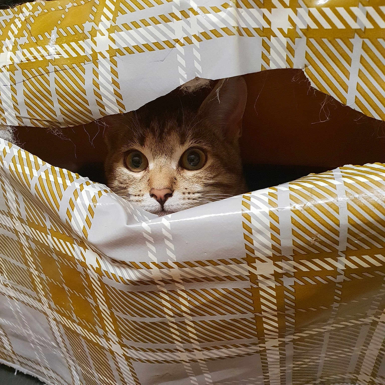 Minnie Price is registered to the contest to win money with this photo: asian, carnivore, cat, domestic_short_haired_cat, european_shorthair, fawn, felidae, kitten, linens, quilt, small_to_medium_sized_cats, whiskers, wicker
